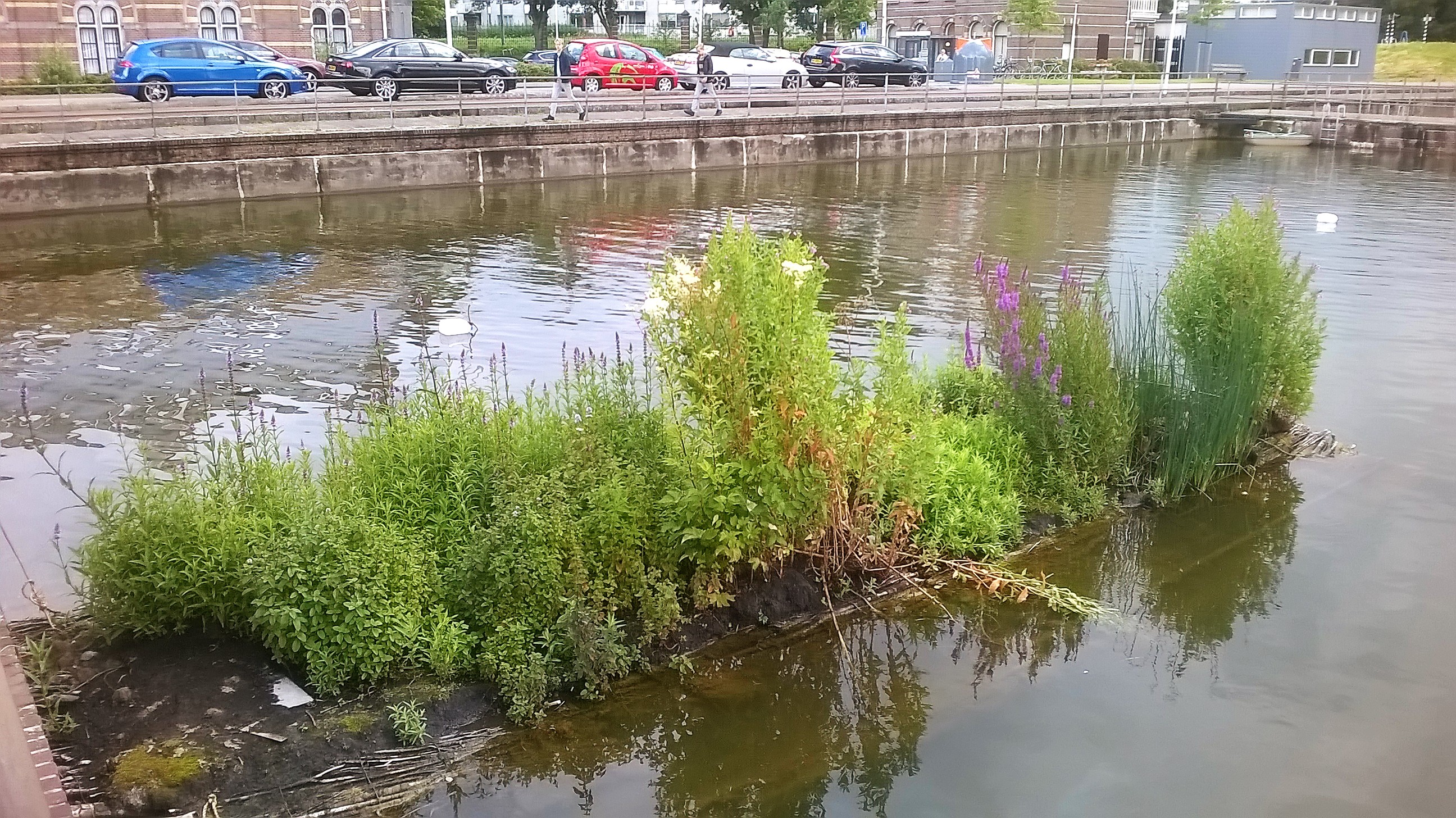 Zoetwatergetijdenvegetatie-eiland